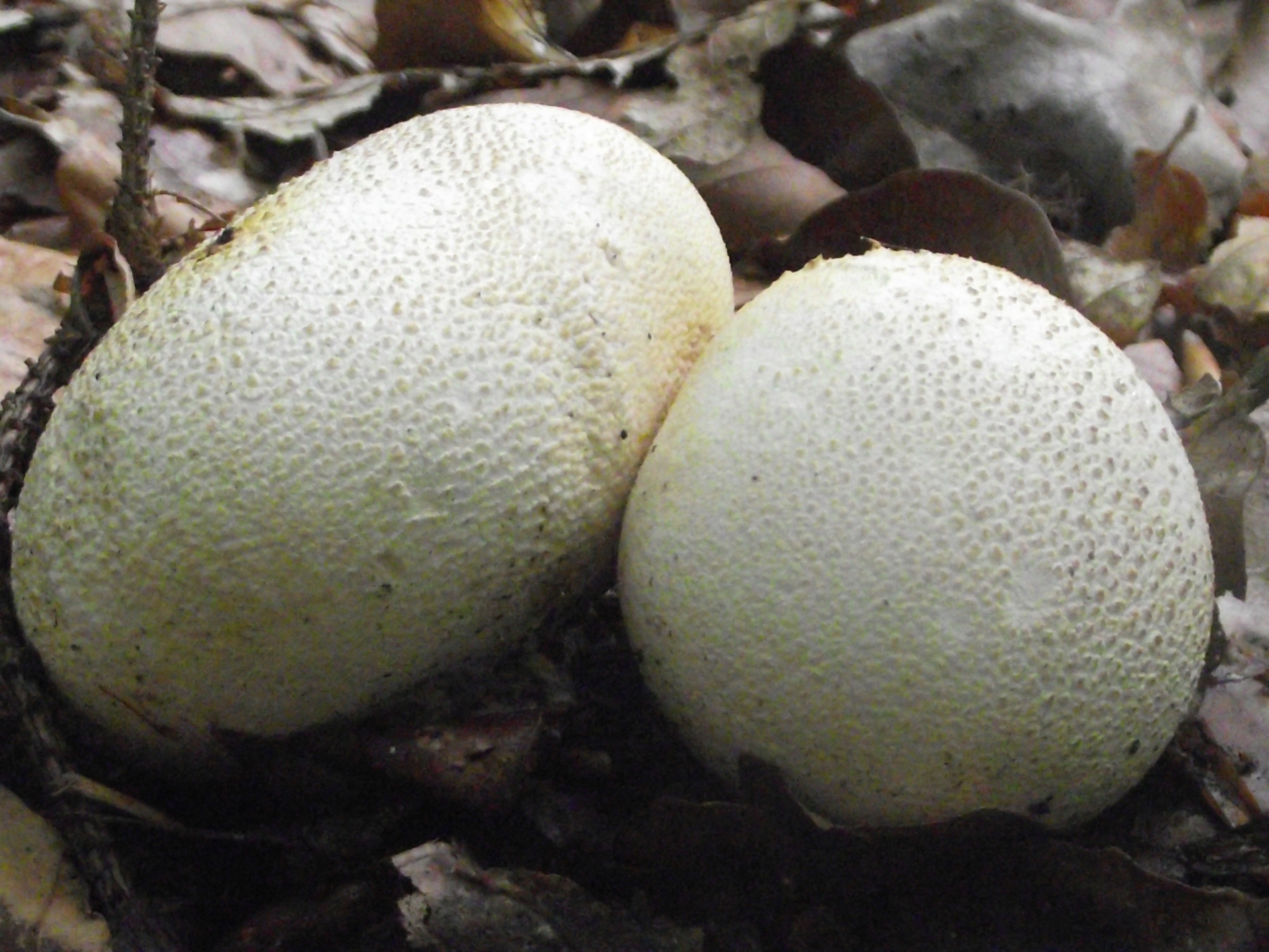 Dickschaliger Kartoffelbovist